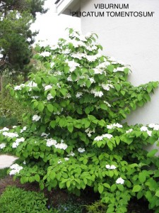 Viburnum plicatum (tomentosum 'Sterile') 'Maresii' 2